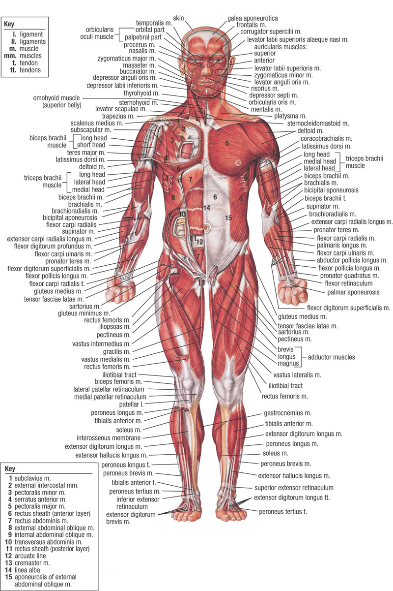 anatomical-map-of-human-body-achoshare-list-of-free-interactive-web-to-explore-3d-and-2d-human.jpg