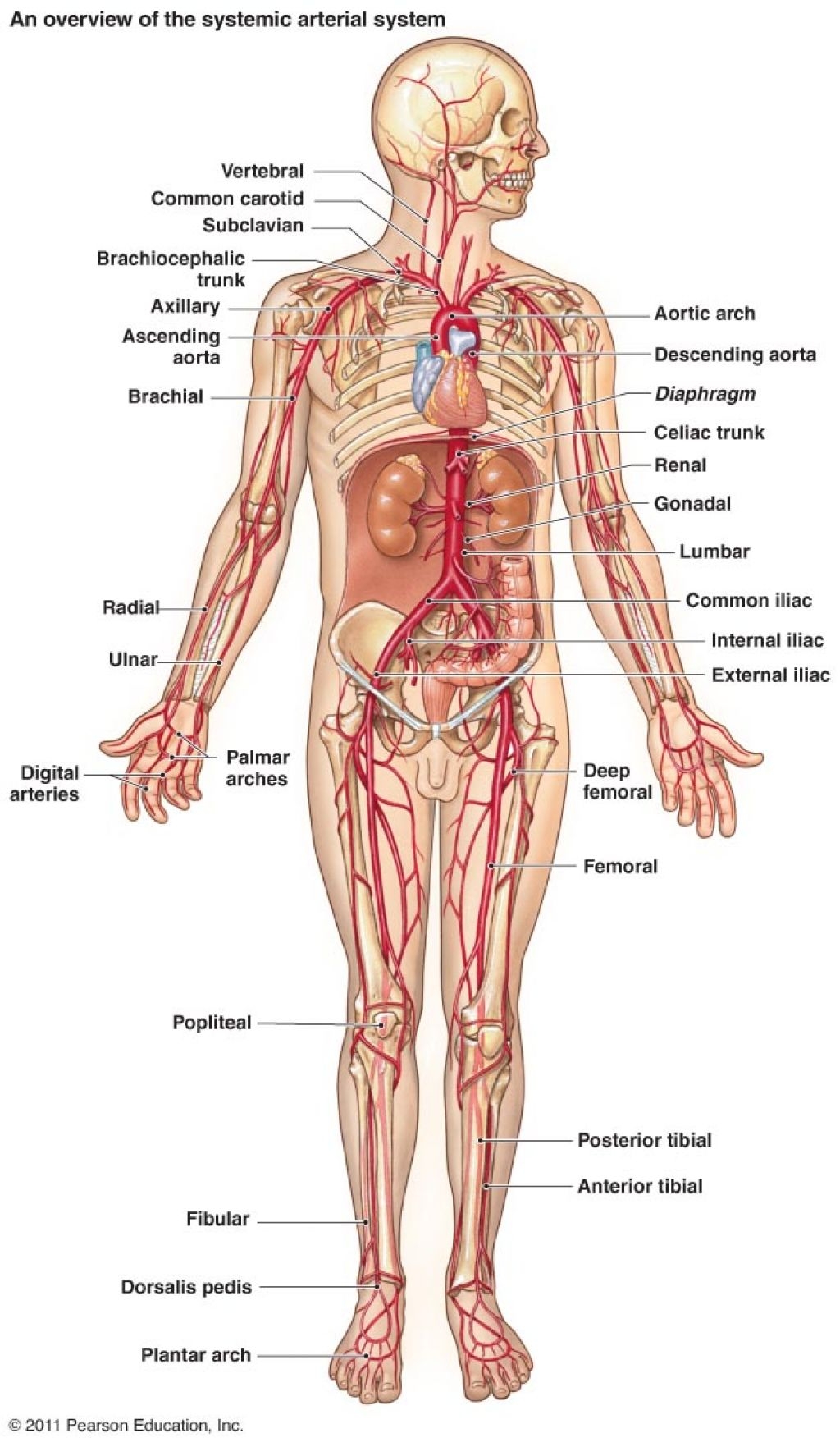 anatomical-map-of-human-body-body-map-of-veins-and-arteries-human-anatomy-diagram.jpg