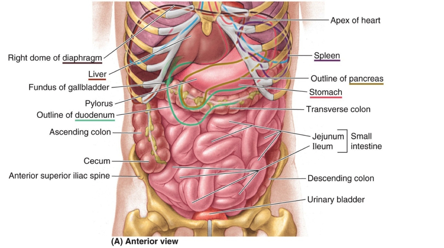 anatomy-of-the-abdomen-organs-anatomy-of-the-abdomen-female-human-anatomy-diagram.jpg